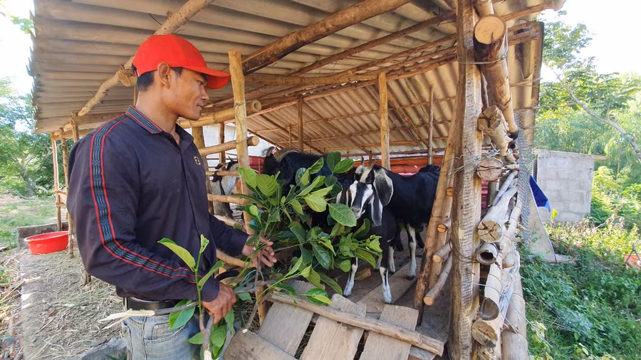 Sau khi về quê chăm chỉ, chịu khó xây dựng mô hình kinh tế đến nay mô hình kinh tế của anh Hồ Minh cho thu lãi 200 triệu đồng/ năm.