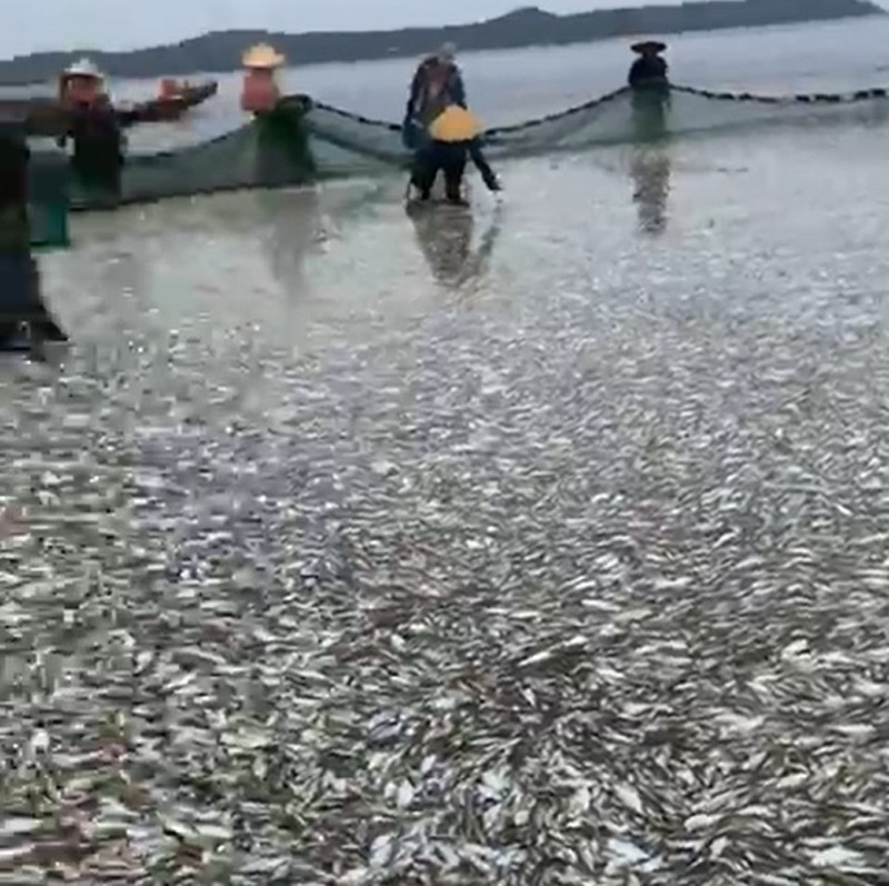 Mẻ cá được ngư dân Thanh Hóa kéo lưới rùng, trọng lượng hơn 20 tấn. (Ảnh cắt từ clip)