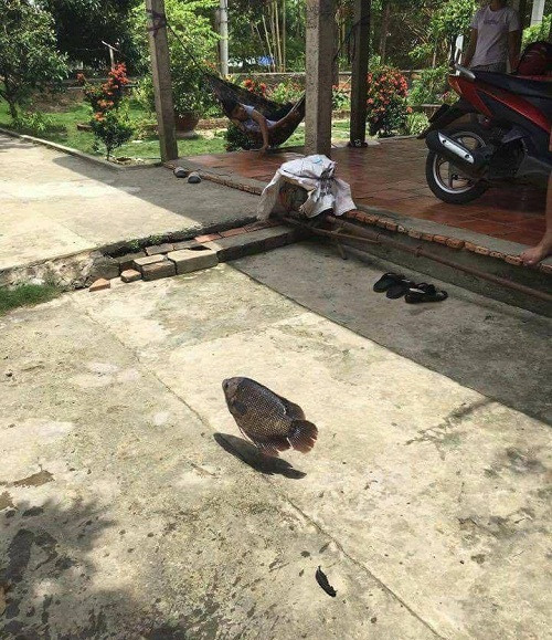 Cá bay trên cạn.