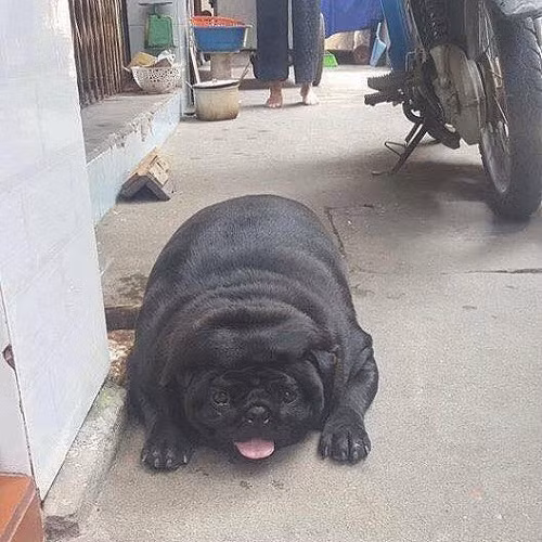 Chó lai lợn. Chó lai lợn.