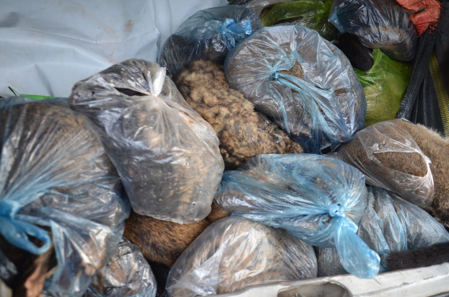 Các cá thể ở thể đông lạnh