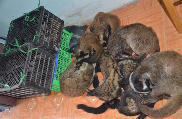 Các cá thể cầy