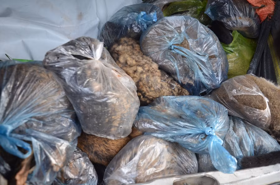 Các cá thể ở thể đông lạnh