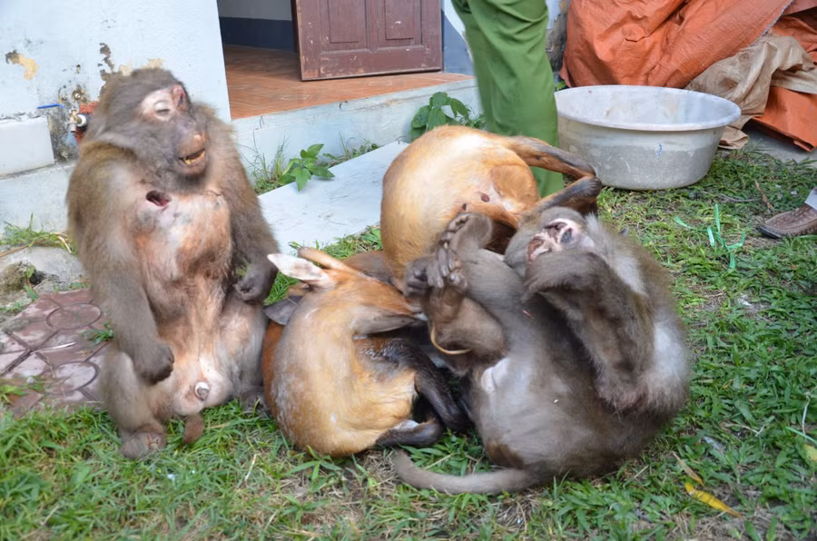 Các cá thể khỉ