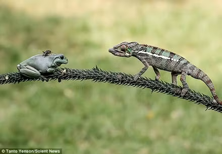 Chú tắc kè hoa tên Hector đang nhắm mục tiêu tới con dế đậu trên lưng ếch