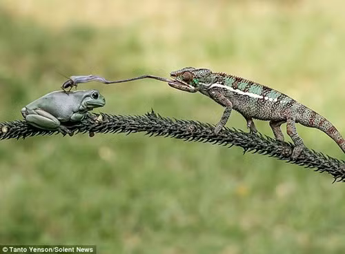 Cực hiếm cảnh tắc kè hoa phóng lưỡi đớp mồi trên lưng ếch 