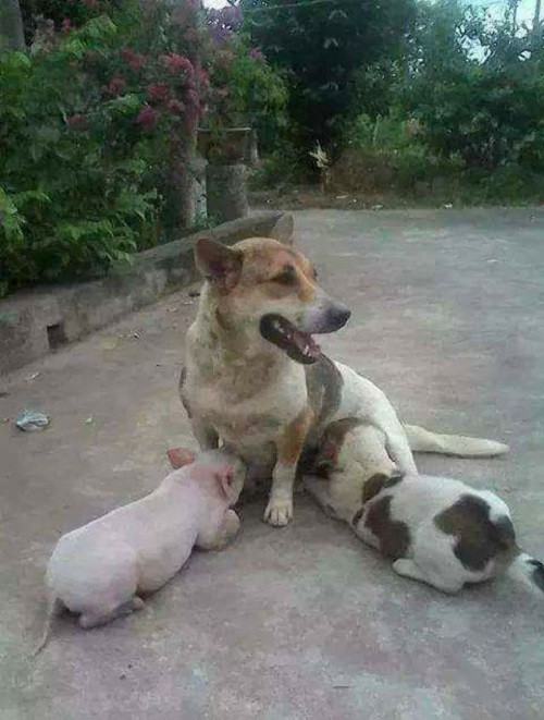 Tuy rằng khác giống nhưng chung một dòng... sữa mẹ. Tuy rằng khác giống nhưng chung một dòng sữa.