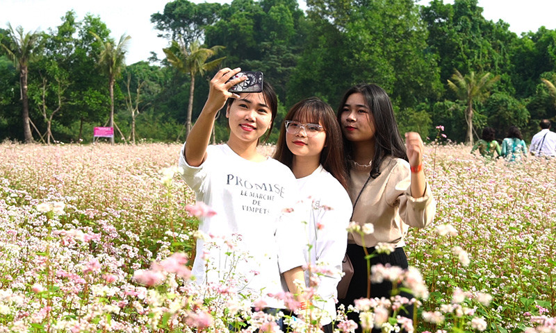 Đẹp ngỡ ngàng cánh đồng hoa tam giác mạch nở rộ tại Hà Nội ảnh 9