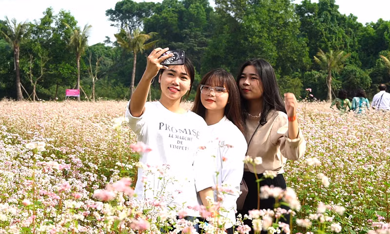 Đẹp ngỡ ngàng cánh đồng hoa tam giác mạch nở rộ tại Hà Nội ảnh 9