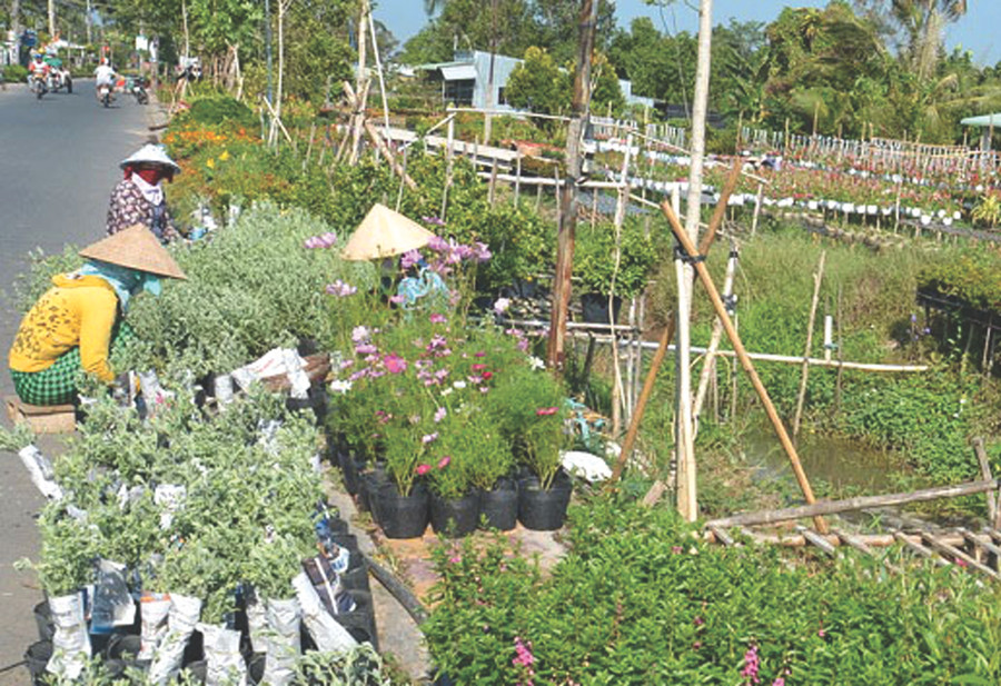 Hoa ngập lối đi