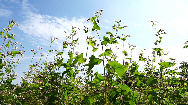 Đẹp ngỡ ngàng cánh đồng hoa tam giác mạch nở rộ tại Hà Nội ảnh 8