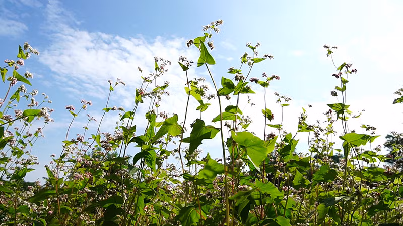 Đẹp ngỡ ngàng cánh đồng hoa tam giác mạch nở rộ tại Hà Nội ảnh 8