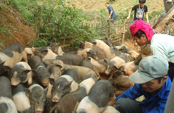 Tiểu dự án nuôi lợn sinh kế tại xã Mường Lạn giúp người dân tăng thu nhập (Ảnh: Gia Linh) Tiểu dự án nuôi lợn sinh kế tại xã Mường Lạn giúp người dân tăng thu nhập (Ảnh: Gia Linh)