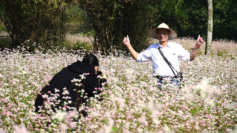 Đẹp ngỡ ngàng cánh đồng hoa tam giác mạch nở rộ tại Hà Nội ảnh 4