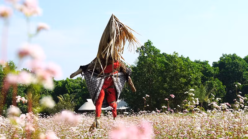 Đẹp ngỡ ngàng cánh đồng hoa tam giác mạch nở rộ tại Hà Nội ảnh 6