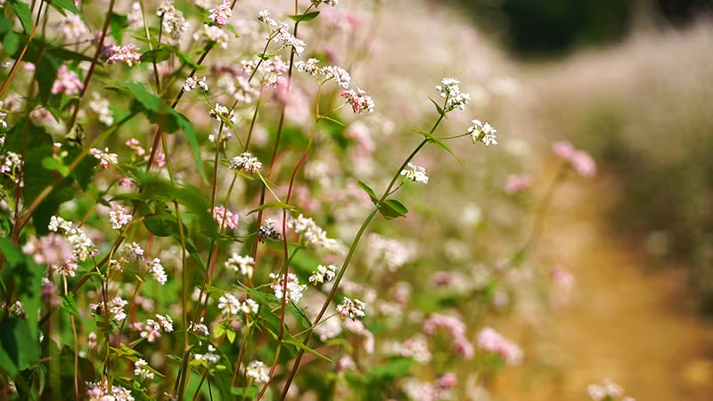 Đẹp ngỡ ngàng cánh đồng hoa tam giác mạch nở rộ tại Hà Nội ảnh 2