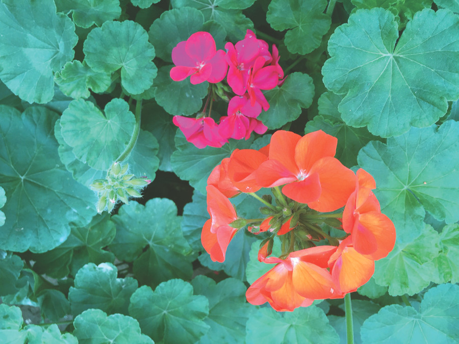 Hàng trăm loại hoa được trồng ở đây