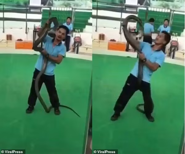 Kinh hãi nghệ sĩ biểu diễn rắn bất ngờ bị hổ mang tung cú cắn chết người - Ảnh 1.