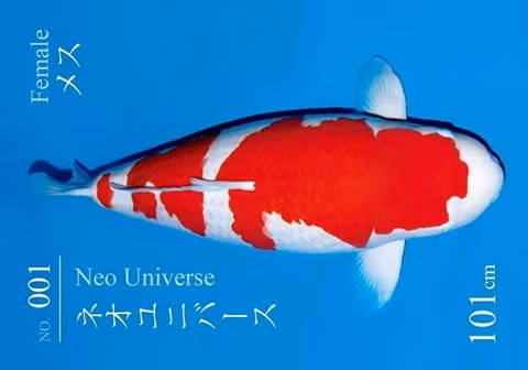 Vì sao cá Koi "Huyền thoại" giá tới 42 tỷ đồng, đắt nhất lịch sử? - 2
