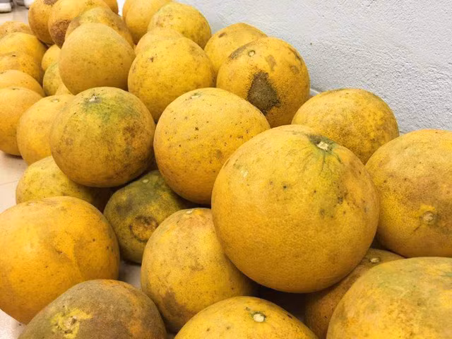 Mẹo chọn bưởi Diễn siêu ngọt bằng mắt thường ảnh 2