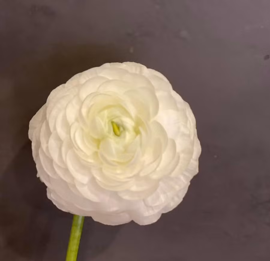 Bông này ngày thứ 10 nở to hết cỡ.