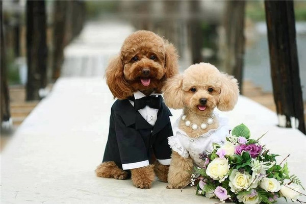 Yêu phát cuồng những bé cún nằm trong top 10 cún tí hon trên thế giới 