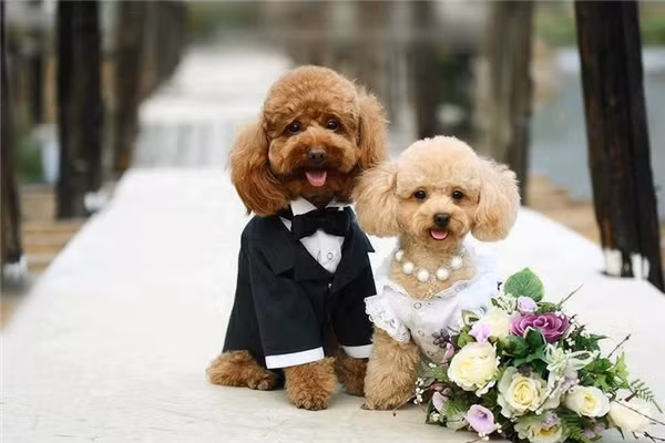 Yêu phát cuồng những bé cún nằm trong top 10 cún tí hon trên thế giới 