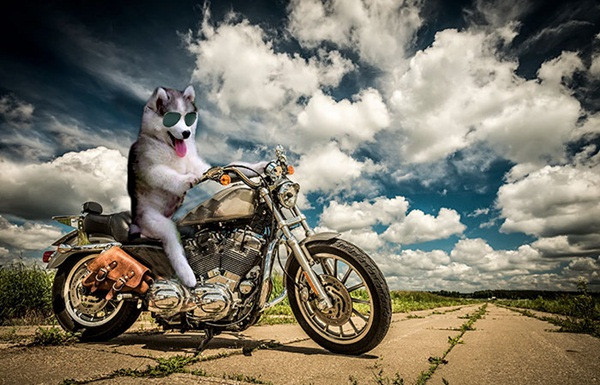 cho-husky cho-husky