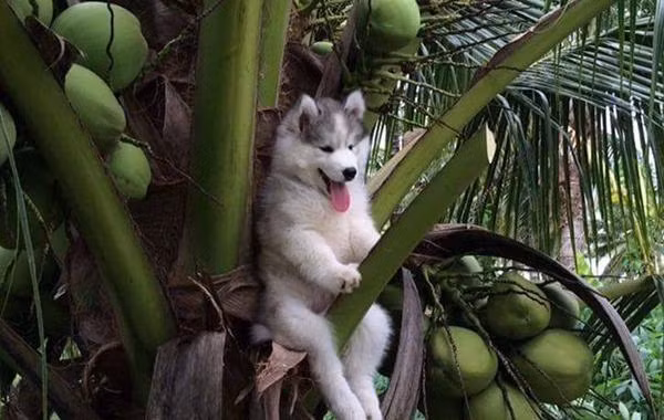 Ngồi vắt vẻo trên cây dừa, chó Husky được cư dân mạng tặng bộ ảnh chế cười đau bụng 