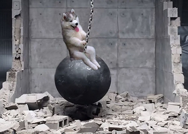 cho-husky cho-husky