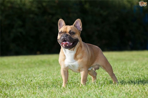 Và giống chó Bulldog Pháp đã chiếm giữ vị trí top 10 trong bảng xếp hạng này. (Ảnh: Internet) Và giống chó Bulldog Pháp đã chiếm giữ vị trí top 10 trong bảng xếp hạng này. (Ảnh: Internet)