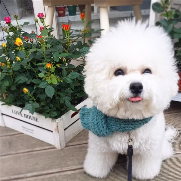 Loài chó Bichon Frise còn từng là vật nuôi hoàng gia đấy.&nbsp;(Ảnh: Internet)