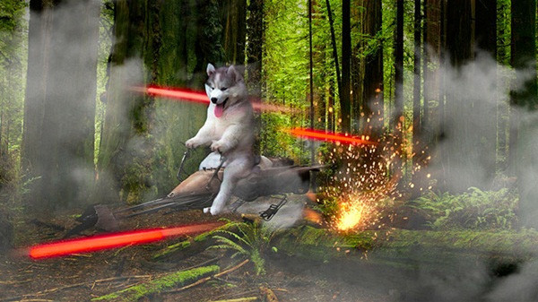 cho-husky cho-husky