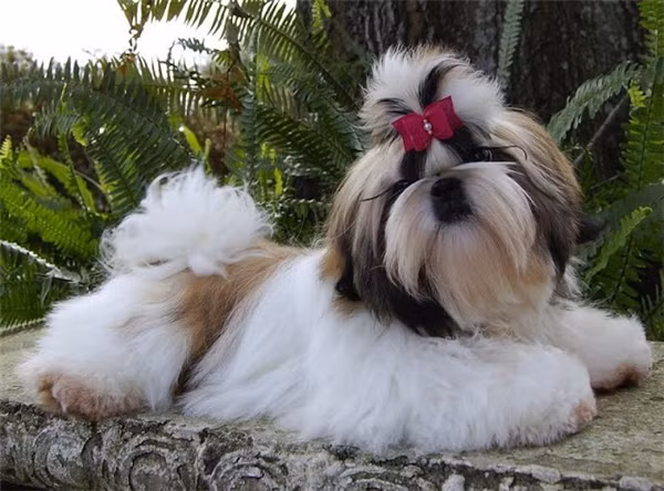 Bộ lông dài óng ả là điểm đặc trưng của loài chó nhỏ này.&nbsp;(Ảnh: Internet)