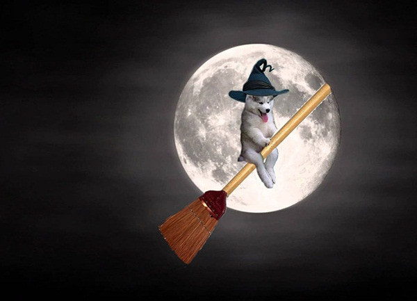 cho-husky cho-husky