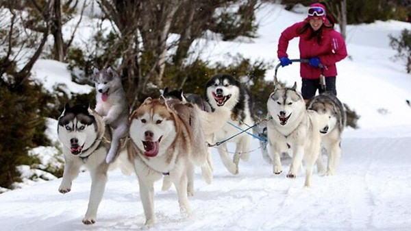 cho-husky cho-husky