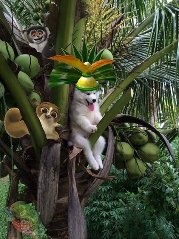 cho-husky cho-husky