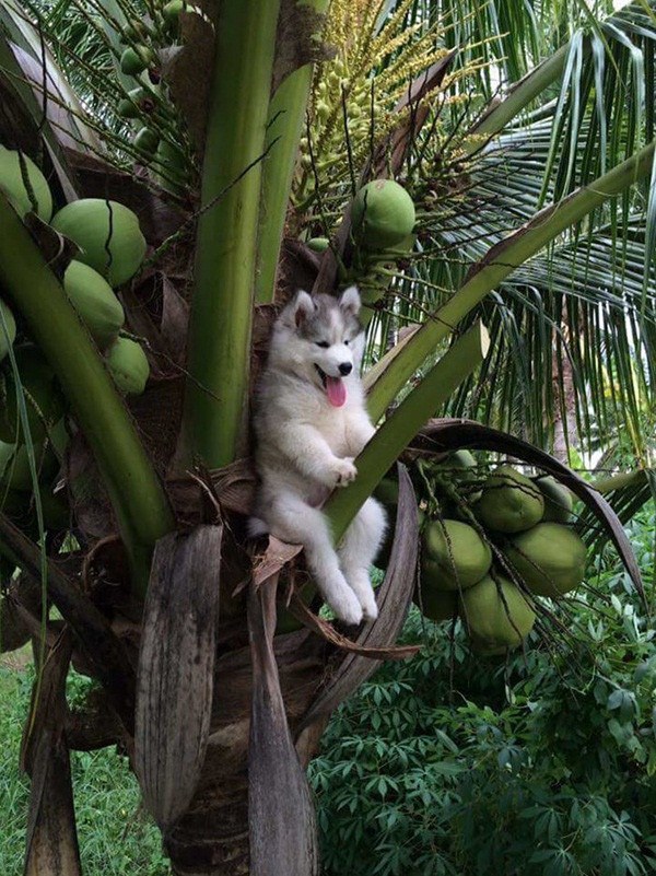 cho-husky cho-husky