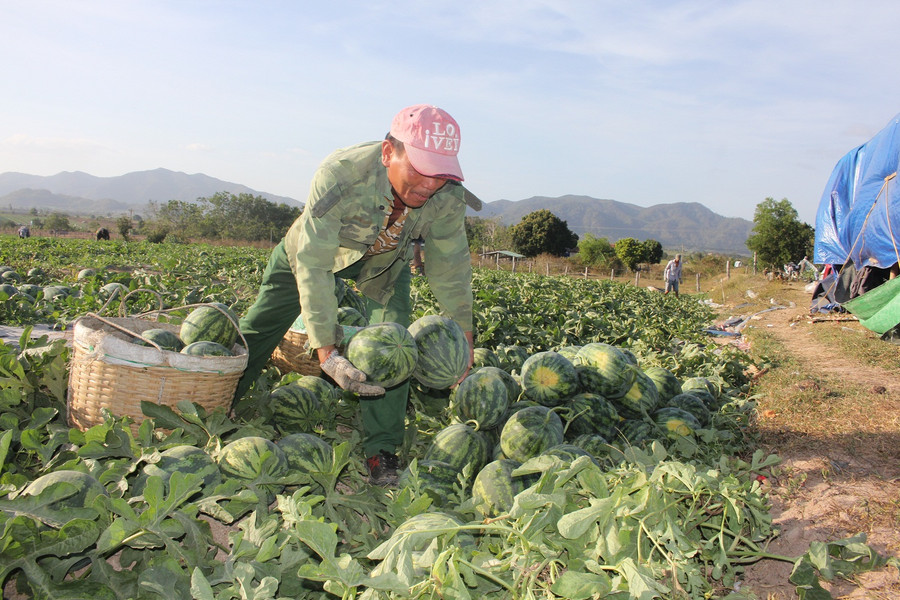 Người nông dân lao đao vì dưa hấu rớt giá.