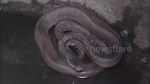 Kinh dị cảnh 12 con rắn chết chóc xâm chiếm nhà dân ở Thái Lan