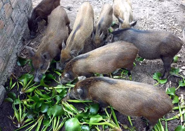 Bộ Tư pháp chính thức tuýt còi quy định “lợn không được ăn cây chuối“