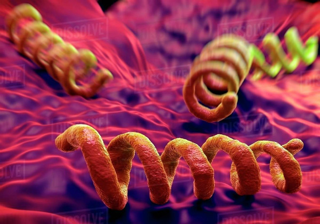 Xoắn khuẩn gây bệnh giang mai. Xoắn khuẩn gây bệnh giang mai. Ảnh: dissolve