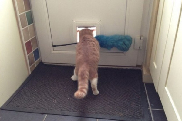 Con mèo thông minh nhà em đấy ạ. cuoi-te-ghe-18-8-thoi-trang-cua-nguoi-thach-thuc-moi-trao-luu-2-4