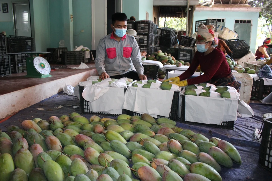 Nông dân Sơn La phấn khởi vì nông sản địa phương lên sàn thương mại thươđiện tử