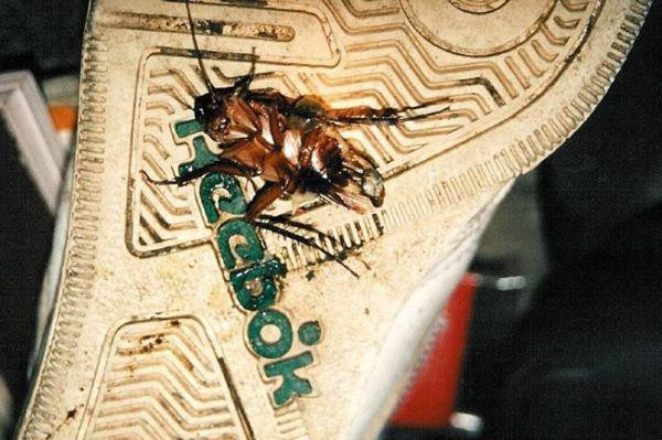 Dùng dép đập gián, thói quen đơn giản nhưng cực có hại ảnh 3 dung dep dap gian, thoi quen don gian co the “hai chet” ca gia dinh ban - 3