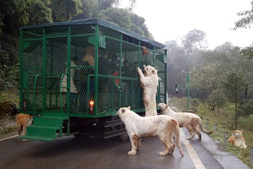 Kinh hãi cảnh du khách bị đàn sư tử, hổ bao vây ảnh 3 Kinh hãi cảnh du khách bị đàn sư tử, hổ bao vây - ảnh 3