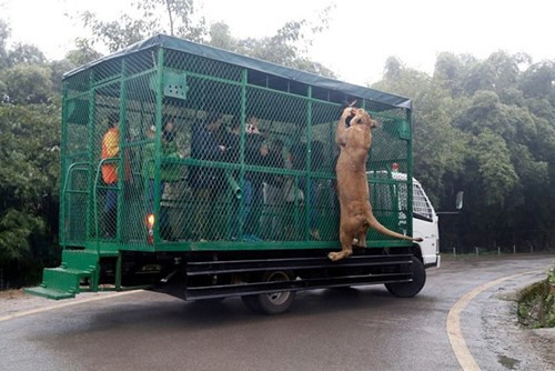 Kinh hãi cảnh du khách bị đàn sư tử, hổ bao vây ảnh 4 Kinh hãi cảnh du khách bị đàn sư tử, hổ bao vây - ảnh 4