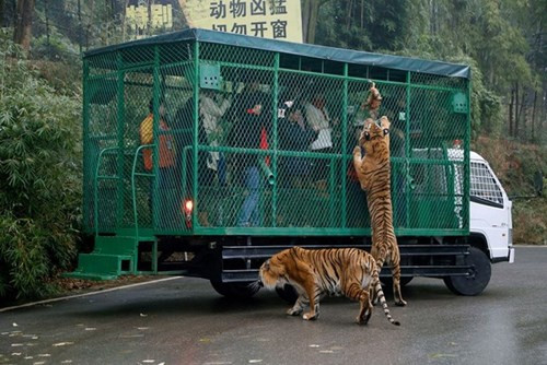 Kinh hãi cảnh du khách bị đàn sư tử, hổ bao vây ảnh 5 Kinh hãi cảnh du khách bị đàn sư tử, hổ bao vây - ảnh 5