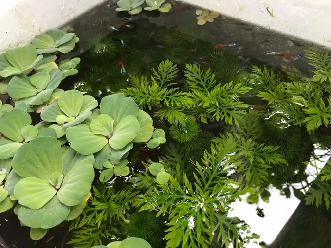 Bể cá làm bằng thùng xốp của anh Dương Phan Anh.