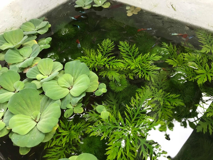 Bể cá làm bằng thùng xốp của anh Dương Phan Anh.